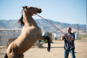 A man holding back a horse by pulling on it's leash